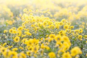 Yellow chrysanthemum flowers, chrysanthemum in the garden. Blurry flower for background, colorful plants photo