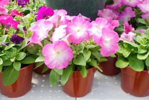Petunia ,Petunias in the tray,Petunia in the pot, pink shade photo