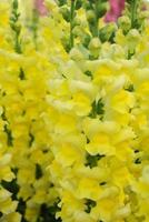 colorful Snap dragon Antirrhinum majus blooming in garden background with selectived focus photo