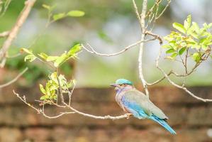 Indian Roller Coracias benghalensis on the branch. They are found widely across tropical Asia