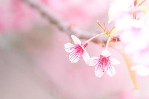 Cherry Blossom in spring with soft focus, unfocused blurred spring cherry bloom, bokeh flower background, pastel and soft flower background. photo