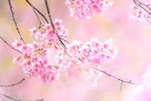 flor de cerezo en primavera con enfoque suave foto
