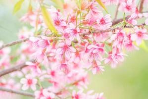Cherry Blossom in spring with soft focus, unfocused blurred spring cherry bloom, bokeh flower background, pastel and soft flower background. photo
