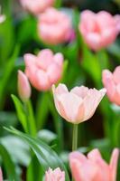 Tulip in spring with soft focus, unfocused blurred spring Tulip, bokeh flower background, pastel and soft flower background. photo