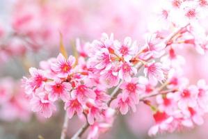 Cherry Blossom in spring with soft focus, unfocused blurred spring cherry bloom, bokeh flower background, pastel and soft flower background. photo