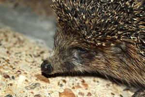 un pequeño erizo del bosque salvaje foto