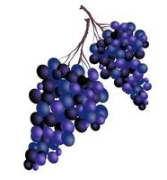 bunch of grapes, vector illustration on a white background