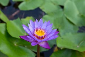 Purple water lilly in the lake photo