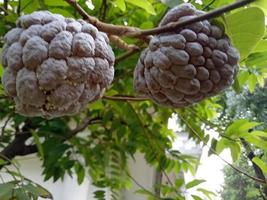 fruta srikaya del árbol foto