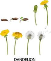 Set of dandelion life cycle vector