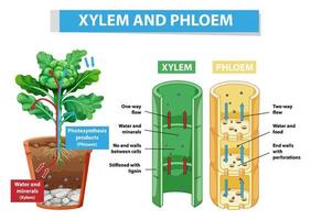 Diagram showing xylem and phloem in plant vector