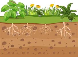 educación científica de la planta y su raíz vector