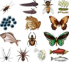 Different kinds of insects and animals on white background vector