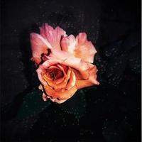 pink rose on black background photo