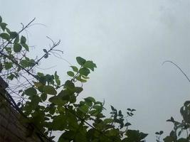 green leaves with a sky background photo