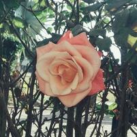 rosa en el jardín foto