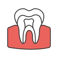 Tooth anatomical structure color icon. Tooth root and crown. Dentin, enamel, pulp. Isolated vector illustration