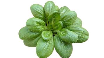 Bok Choy Vegetable isolated, on white background photo