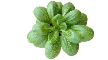 Bok Choy Vegetable isolated, on white background photo