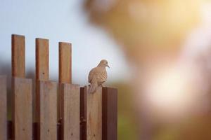 paloma marrón en la valla de madera foto