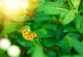 hermosa mariposa de ala abierta amarilla sobre fondo de hojas verdes foto