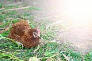 gallina poniendo huevos en la granja foto