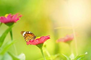 flor de pétalo rosa con mariposa en el tallo sobre fondo borroso foto