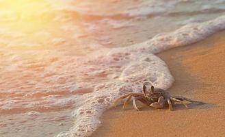 crab at sea photo