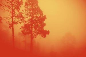 massive fire in a forest with red and yellow fog covering the trees caused by climate change and global warming photo
