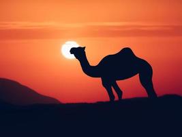 wild camel silhouette in the Sahara desert at sunset photo