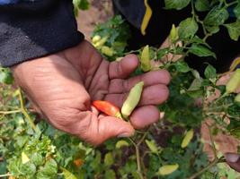 A FARMER'S HANDS HOLDS TWO CHILLIES THAT STILL STEP THROUGH THE TREE. CHILLI IS A VEGETABLE USED FOR FLAVOR IN FOOD . IN INDONESIA'S AGRICULTURE photo