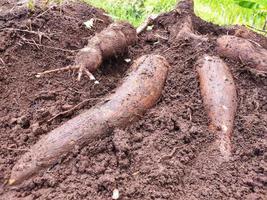 el agricultor cosecha una planta de yuca en el campo de arroz durante el día, la yuca es una raíz de tubérculo que crece exuberantemente en indonesia foto