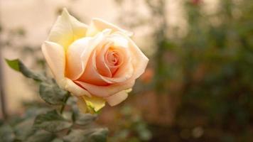 hermosa rosa en el jardín. foto