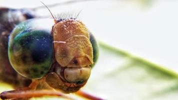 Close-up photo of a dragonfly head.