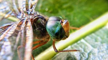 Close-up photo of a dragonfly head.