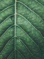 very dramatic leaf texture portrait. suitable for wallpaper and others