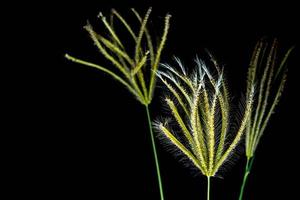 Flower of Swallen Finger grass photo