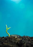 Bud leaves of young plant seeding and clear blue sky photo