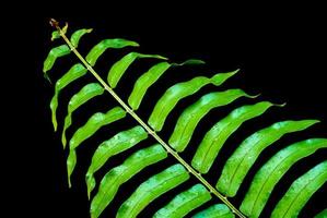 frescura hoja verde de helecho foto