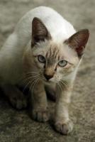 The white cat looking straight to camera, the expression of doubt photo