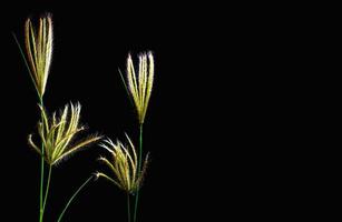 Flower of Swallen Finger grass in black background photo