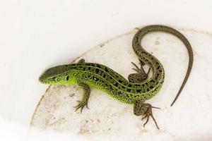 Green Lacerta viridis, Lacerta agilis is a species of lizard of the genus Green lizards. photo