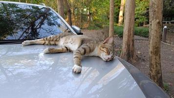 Cat sleeping relaxing on the hood of the car photo