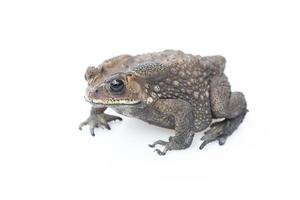 Toad isolated on white background. photo