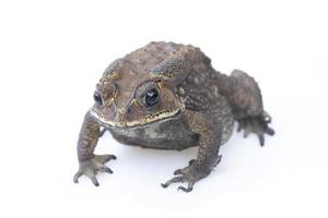 Toad isolated on white background. photo