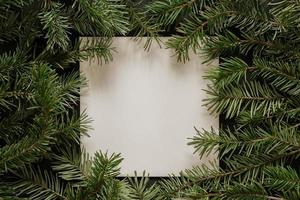 pine fir branch frame on white background photo