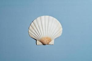 scallop seashell on blue background photo