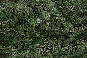 Pine fir branch texture background photo