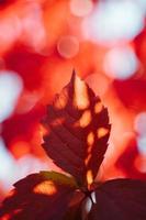 Sunlight on red leaf photo