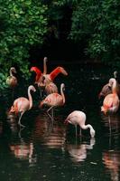 Group of flamingoes in a lake photo